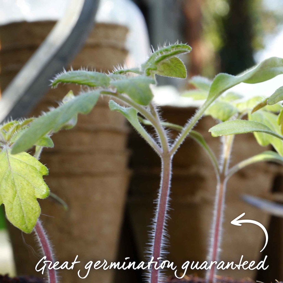 image 1 of Marshalls Garden Super Marmande Tomato Seeds - 55 seeds