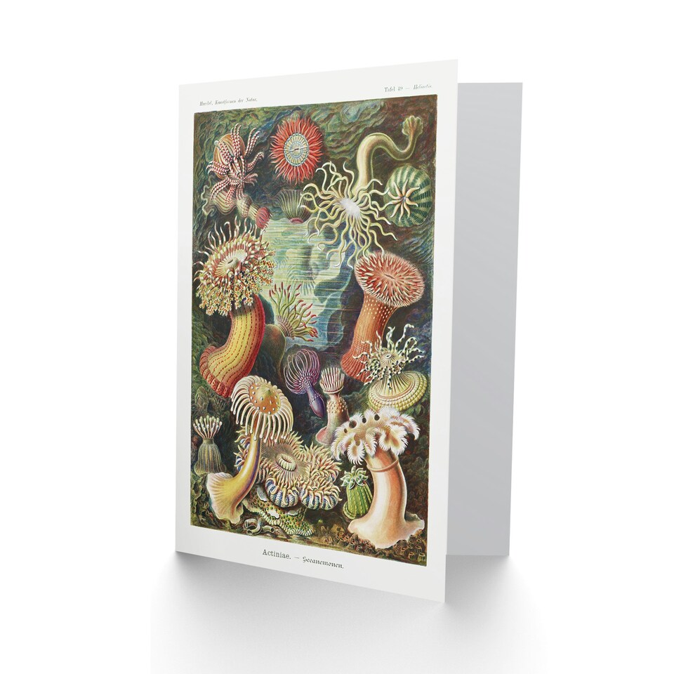 image 1 of Ernst Haeckel Art Card Sea Anemone Marine Landscape