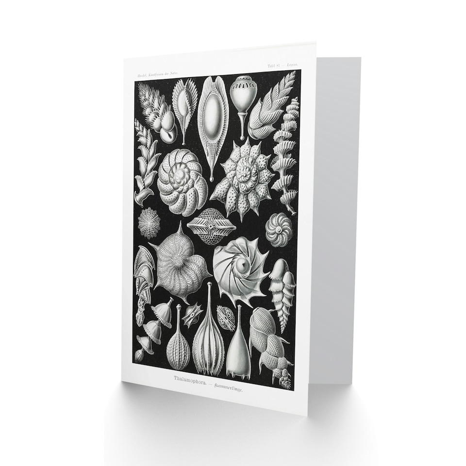 image 1 of Ernst Haeckel Art Card Thalamophora Forams Shells