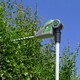 image 10 of Gracious Gardens 18V 2.4m Cordless Telescopic Long Reach Hedge Trimmer 1 Battery | Green | Green | 1
