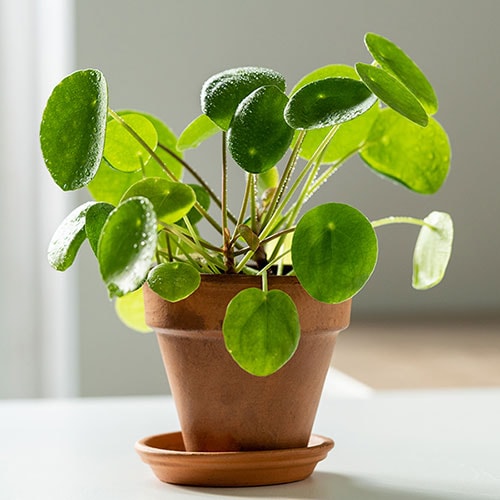 YouGarden Chinese Money Plant, Pilea peperomioides Houseplant, Rounded Leaves, Indoor Plant in 6cm Pot, For Home, Office or Living