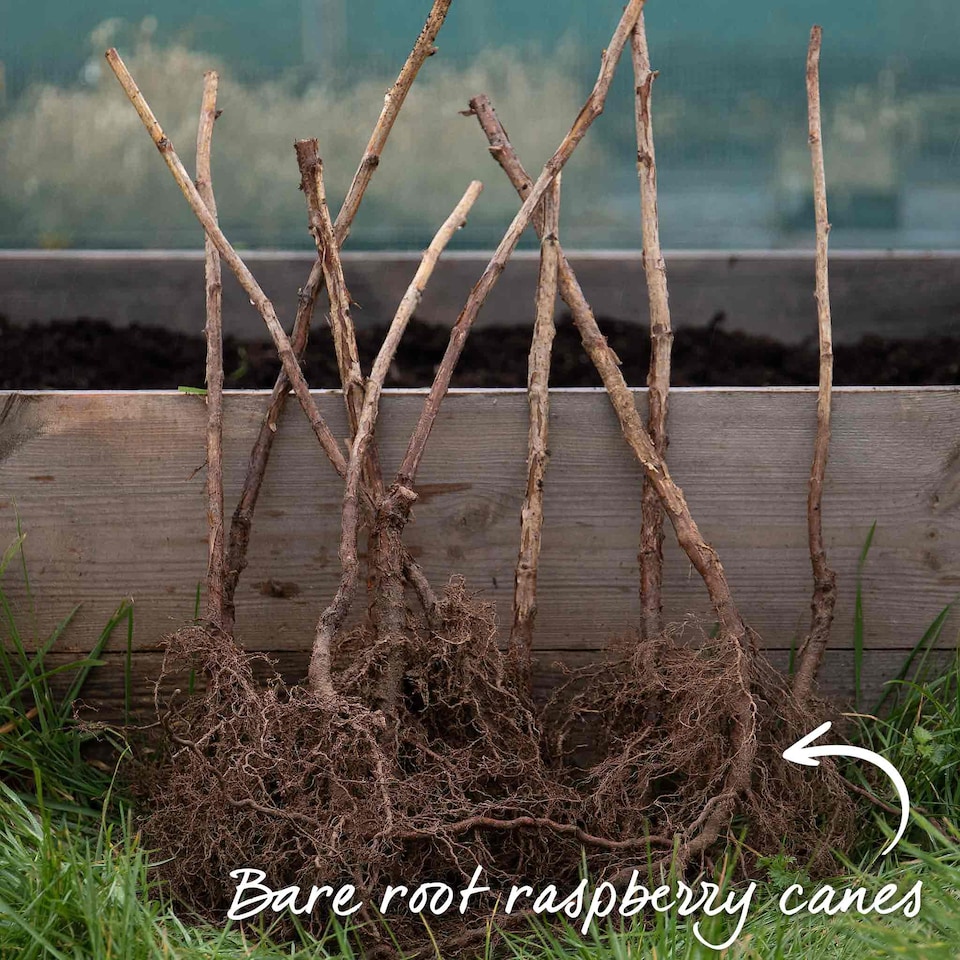 image 1 of Marshalls Garden Raspberry 'Imara' - Primocane Early Autumn-Fruiting, High-Yield Bright Red Berries 10bare root