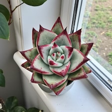 Echeveria Agavoides Ebony in 8.5cm Pot - Ebony Wax Agave Variegated Succulent Houseplant