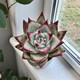 image 1 of Echeveria Agavoides Ebony in 8.5cm Pot - Ebony Wax Agave Variegated Succulent Houseplant