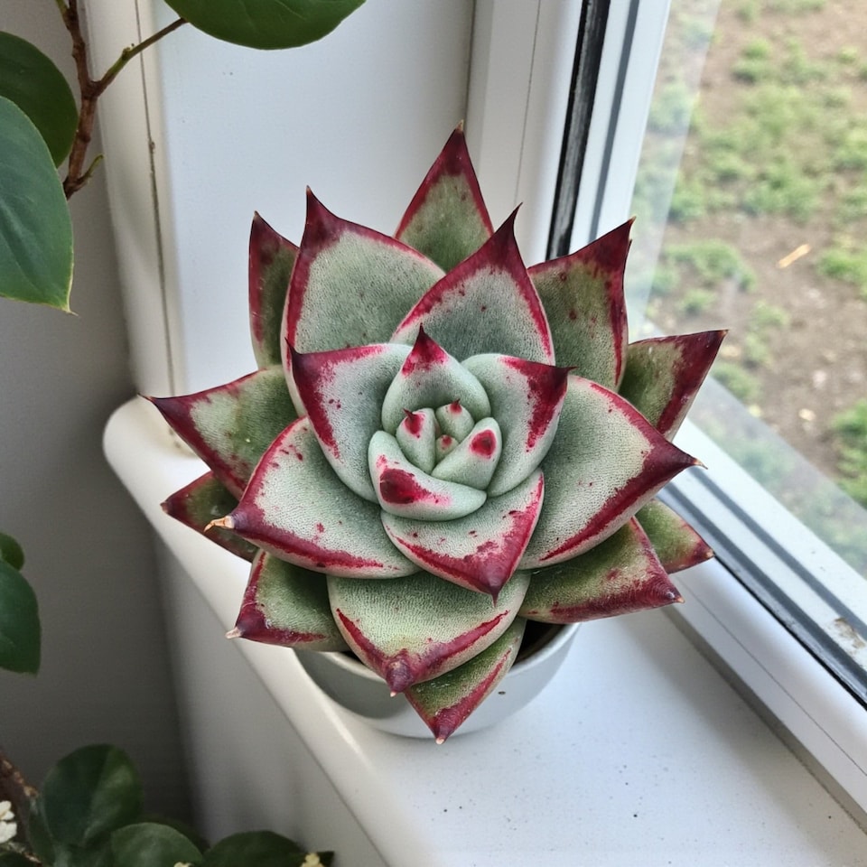 image 1 of Echeveria Agavoides Ebony in 8.5cm Pot - Ebony Wax Agave Variegated Succulent Houseplant