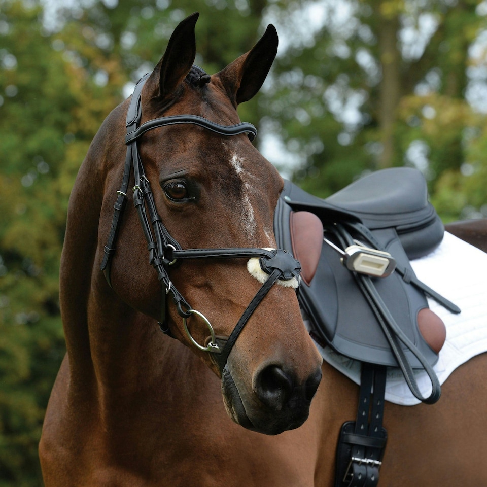 image 1 of Collegiate Comfitec Grackle Leather Horse Bridle - Black - Cob