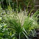 image 7 of Marshalls Garden Garlic Chive Allium tuberosum (3 x 9cm)