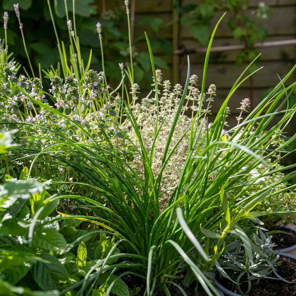 image 1 of Marshalls Garden Garlic Chive Allium tuberosum (3 x 9cm)