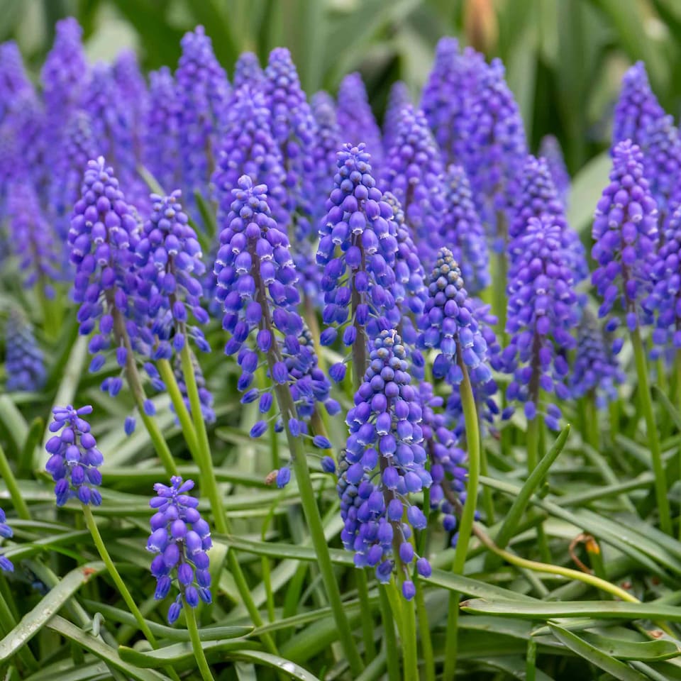 image 1 of Marshalls Garden Grape Hyacinth (Muscari) 50 Bulbs