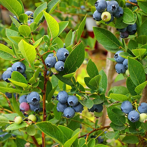 YouGarden Blueberry 'Ozark Blue', for Late Season Blueberry Crops, Established Plant in 9cm Pot, Ready to Plant for Grow Your Own