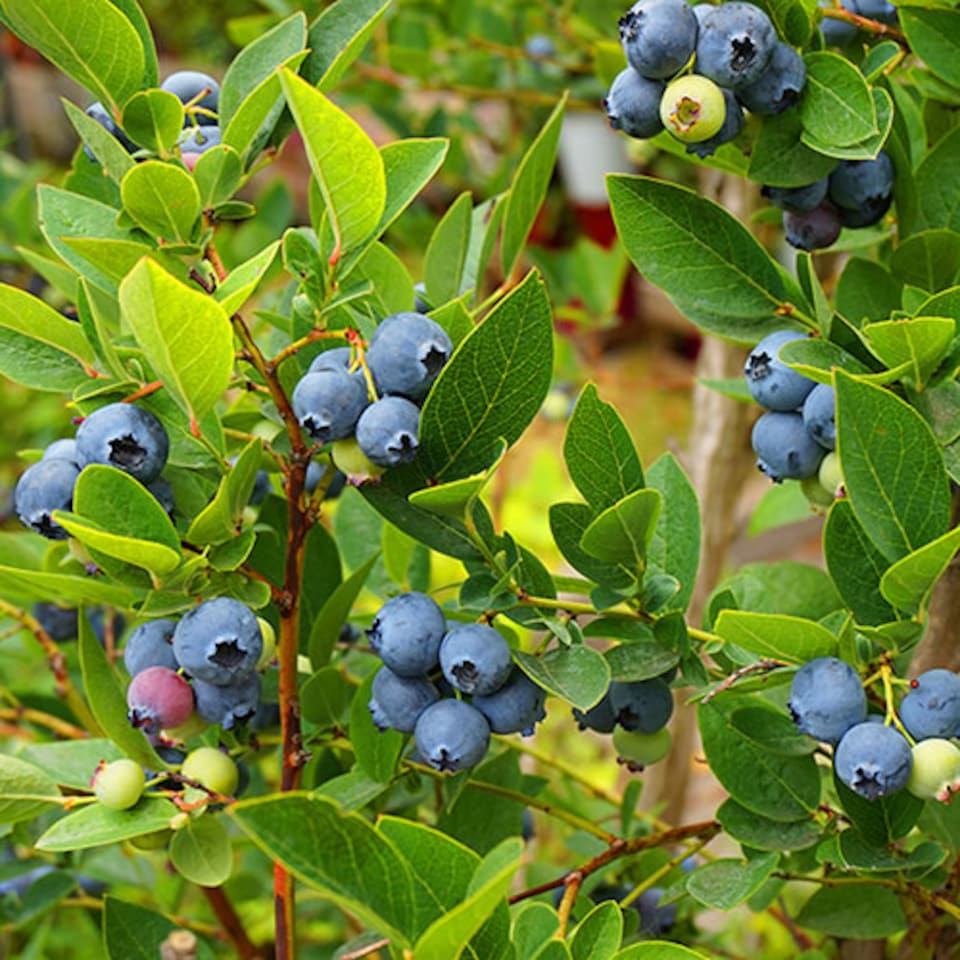 image 1 of YouGarden Blueberry 'Ozark Blue', for Late Season Blueberry Crops, Established Plant in 9cm Pot, Ready to Plant for Grow Your Own