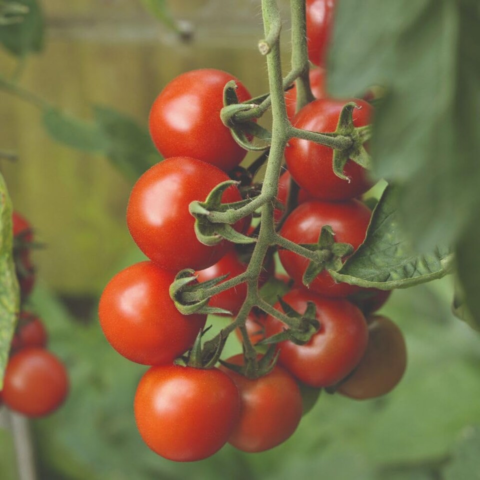 image 1 of Tomato Alicante Half-Hardy Annual Early Sweet Medium Fruits 1 Packet x 25 Veg Saver Seeds by Thompson & Morgan