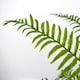 image 3 of 50cm Artificial Boston Fronded Fern Plant