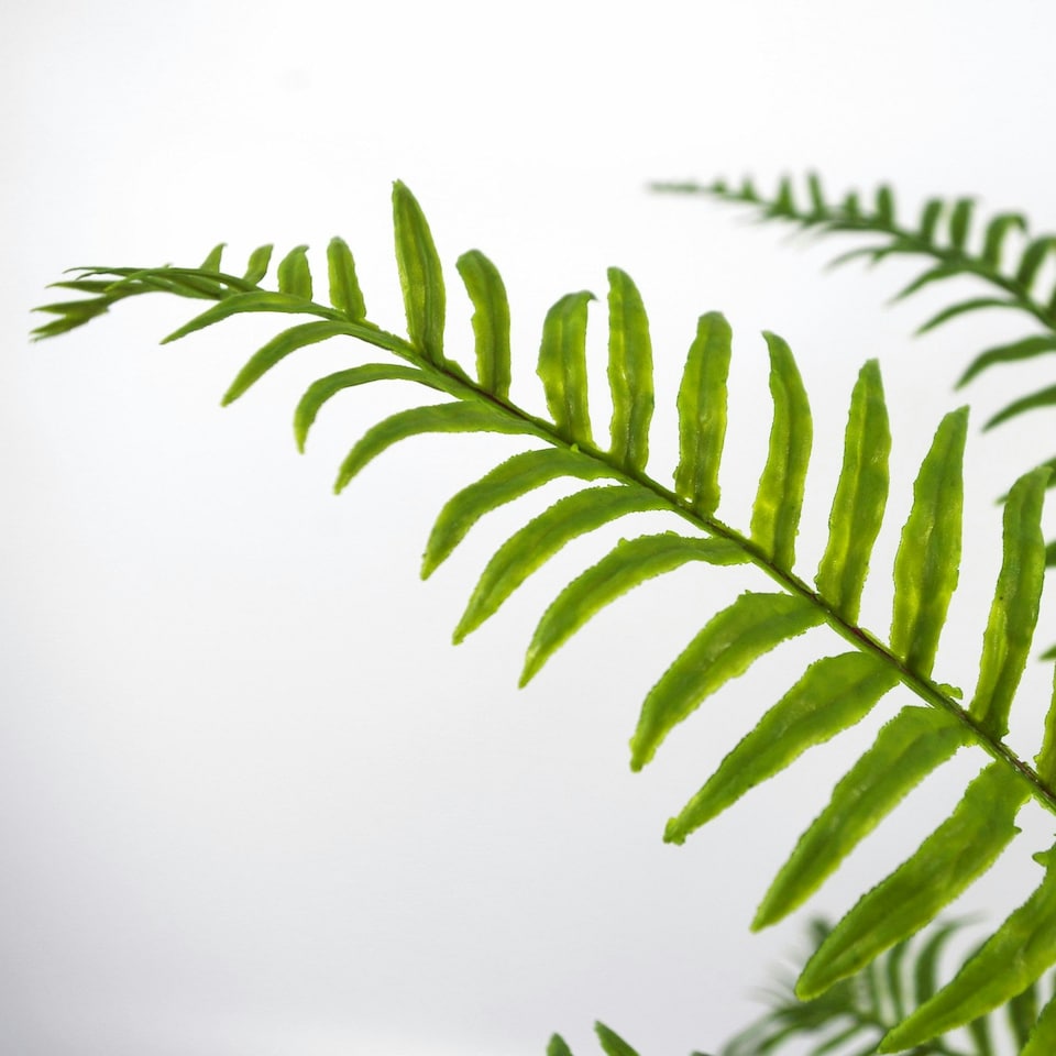 image 1 of 50cm Artificial Boston Fronded Fern Plant