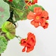 image 3 of Primrose Artificial Geranium Flowers Rattan Hanging Basket in Red 30cm