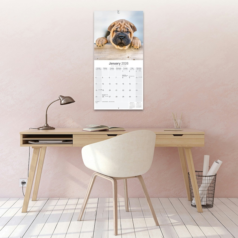 image 1 of Shar Pei 2026 Calendar | Square Wall Calendar | Dog Breed Gift | Plastic Free Packaging | by Avonside Publishing