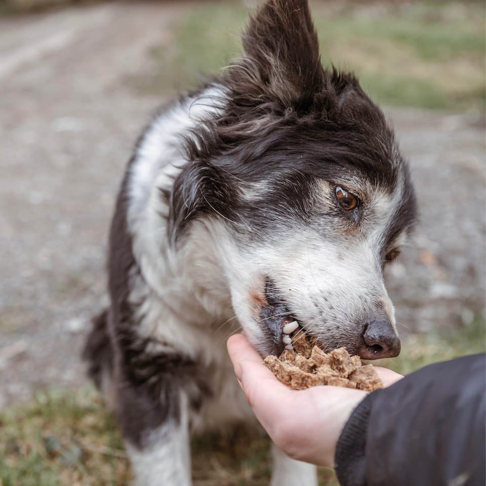 image 1 of Pero Natural Dog Treats - Venison Bites 1kg