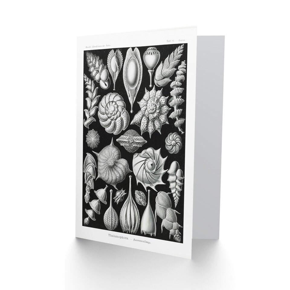 image 1 of Ernst Haeckel Art Card Thalamophora Forams Shells