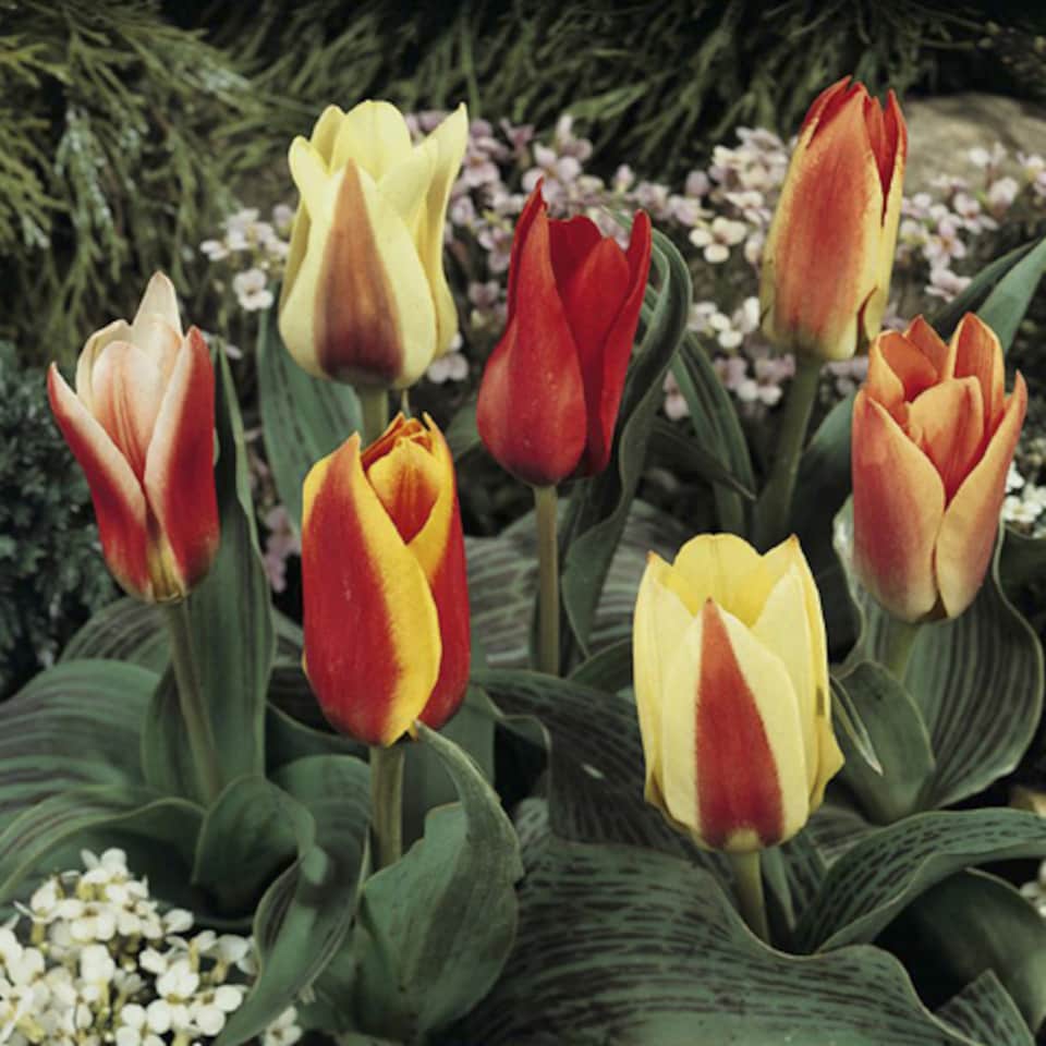 image 1 of YouGarden Early Flowering Short Tulip Mix, Pack of 25 Bulbs, Spring Flowering Bulbs