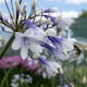 image 2 of Marshalls Garden Agapanthus 'Twister' - Bicolour Blue & White Perennial 2 litre