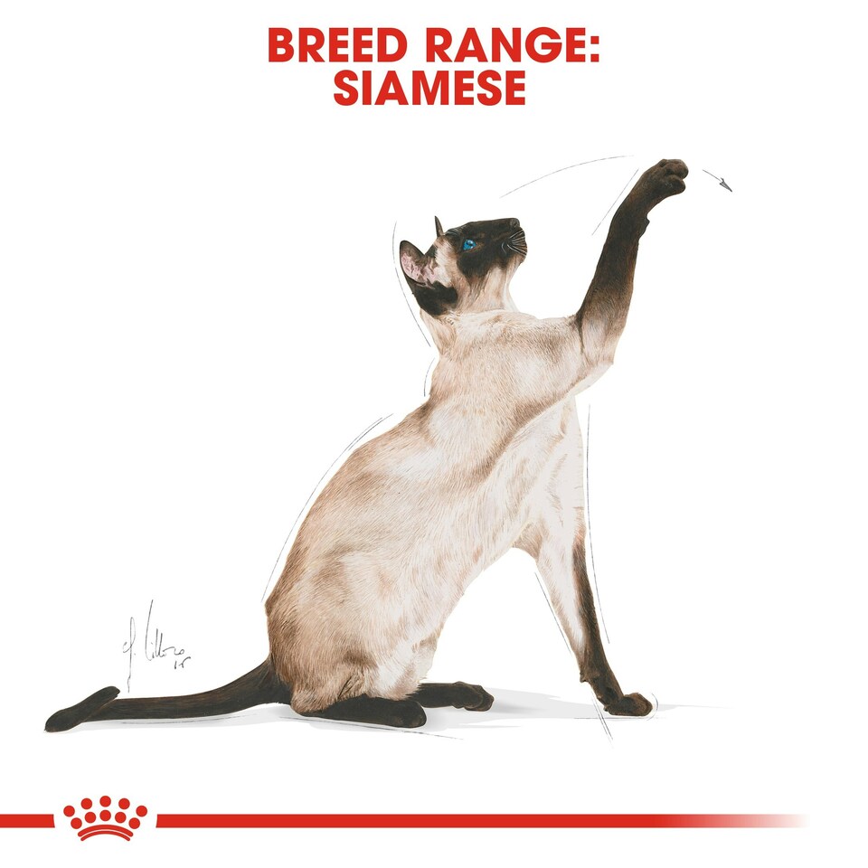 image 1 of ROYAL CANIN® Siamese Adult Dry Cat Food N/A | Size: 2kg
Breed: Adult