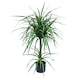image 1 of 90cm Double Dracaena Plant