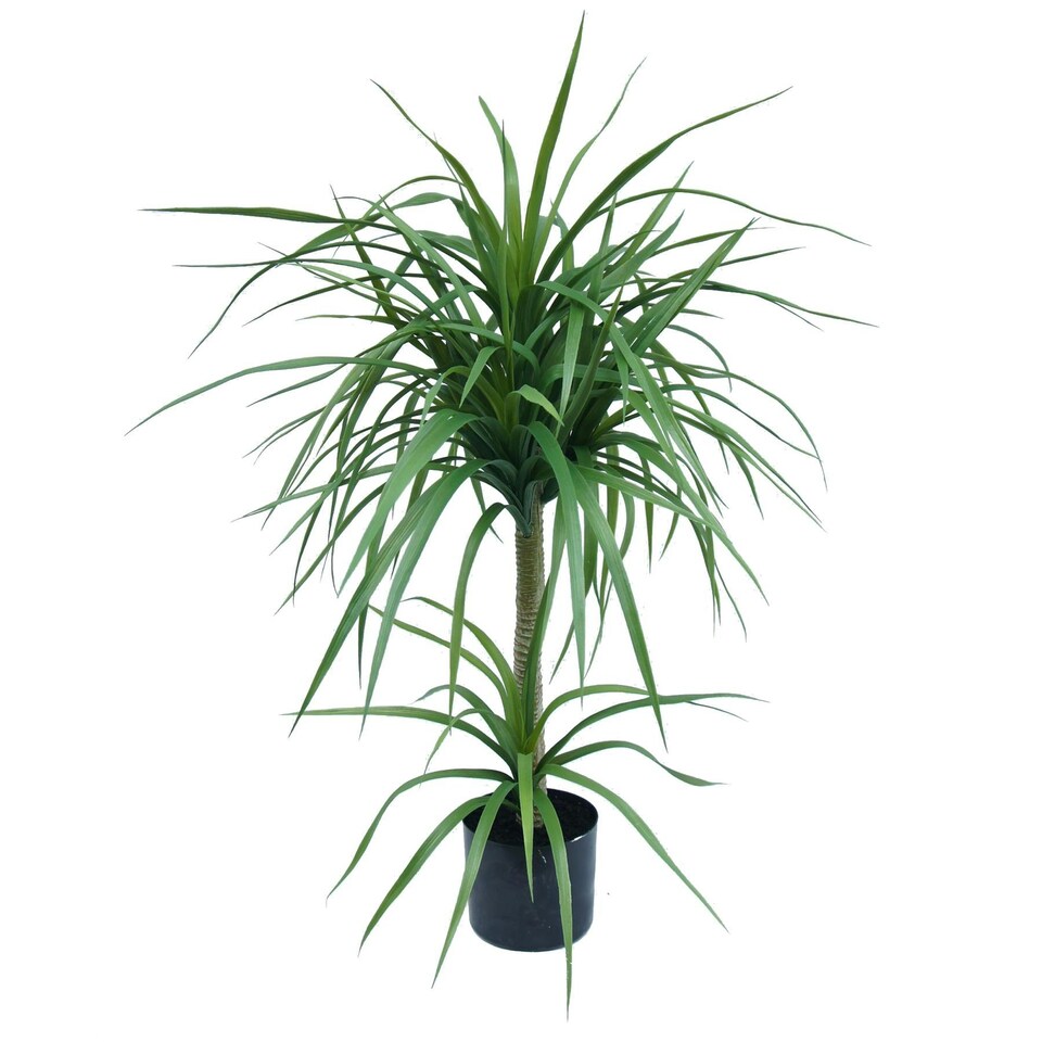 image 1 of 90cm Double Dracaena Plant
