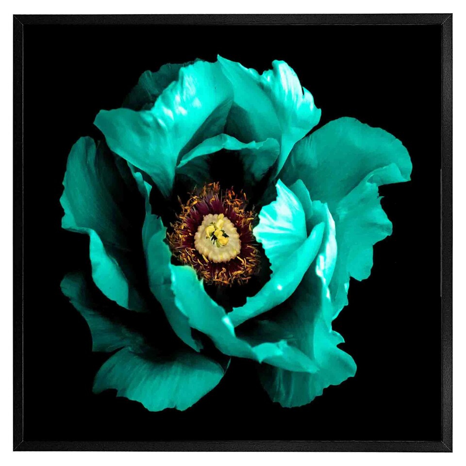 image 1 of Cyan peony flower (Picutre Frame) White | XL