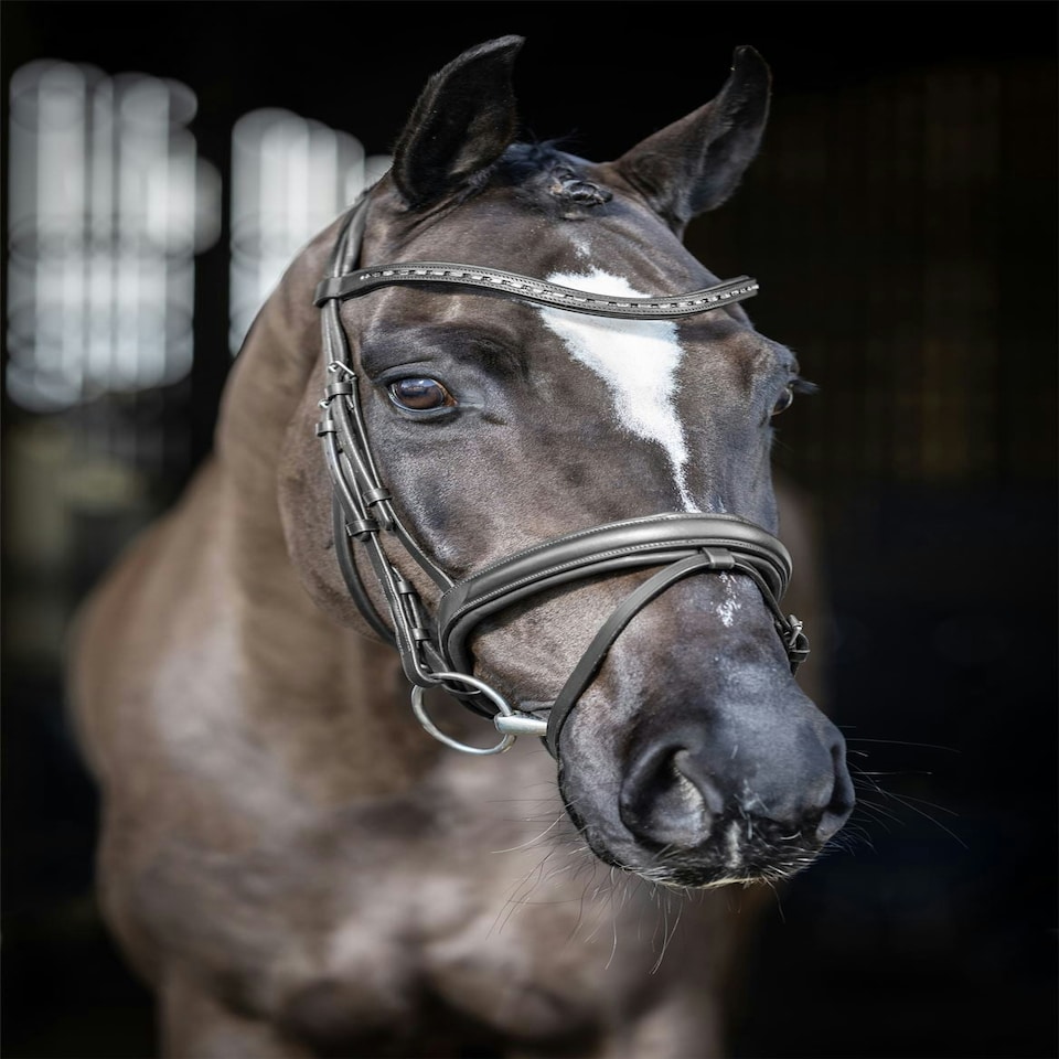image 1 of LeMieux Arika Dressage Bridle Black | Cob