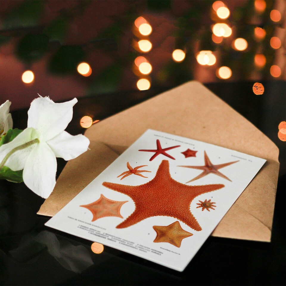 image 1 of Vintage Marine Life Art Card Starfish Species Varieties