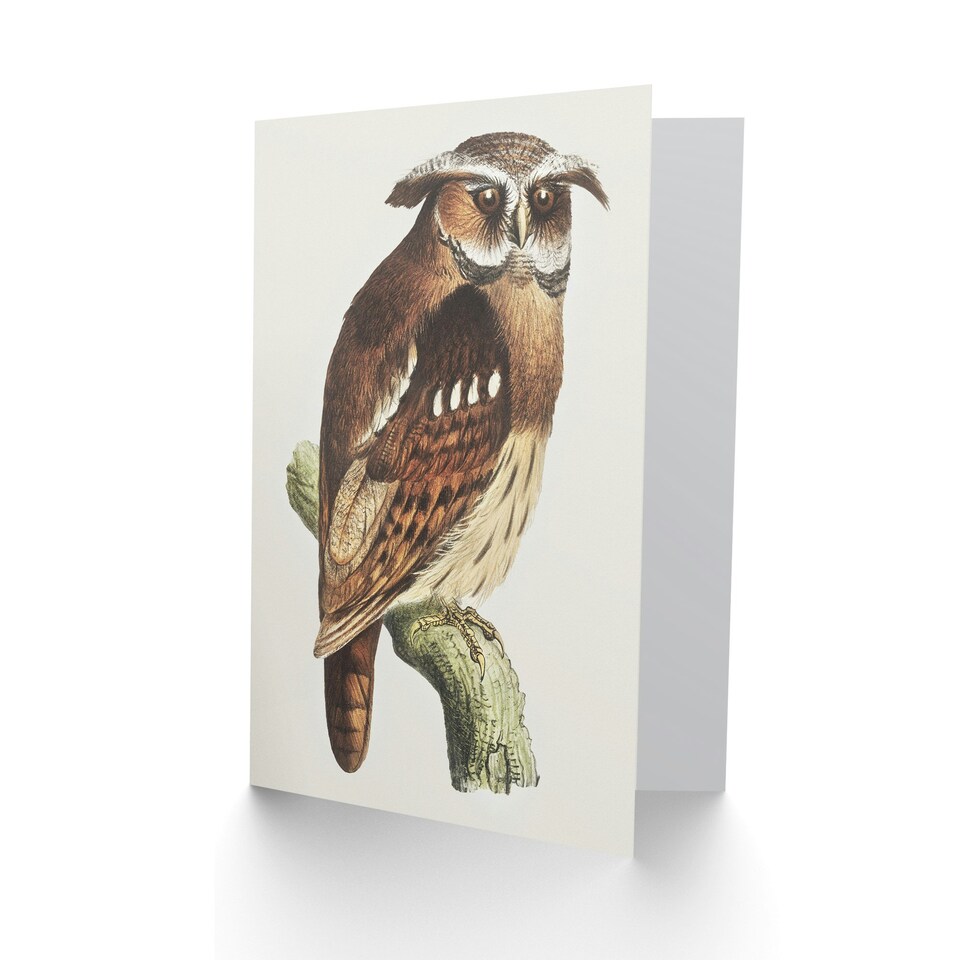 image 1 of Theo van Hoytema Art Card Eagle Owl Perched on a Branch
