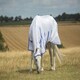 image 1 of Shires Highlander Plus Fly Sheet Combo White | Size: 66 Inch
Colour: White