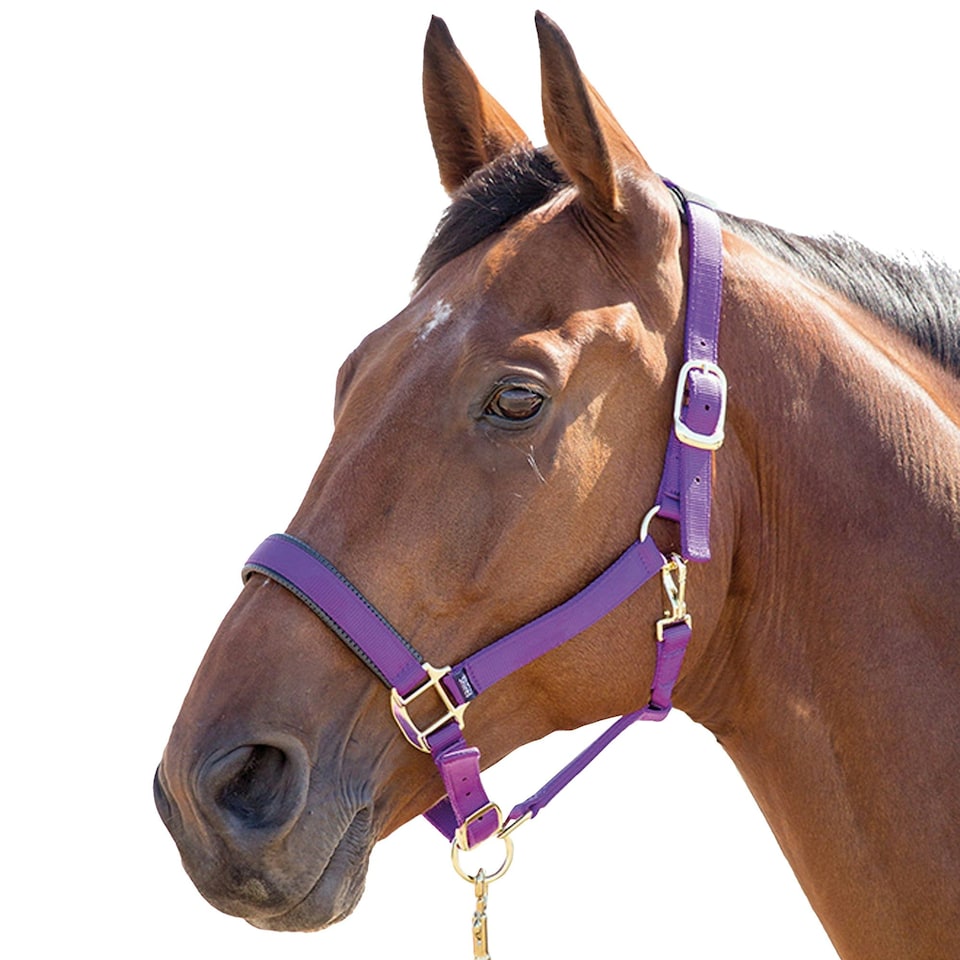 Shires Topaz Nylon Horse Headcollar - Purple - Pony