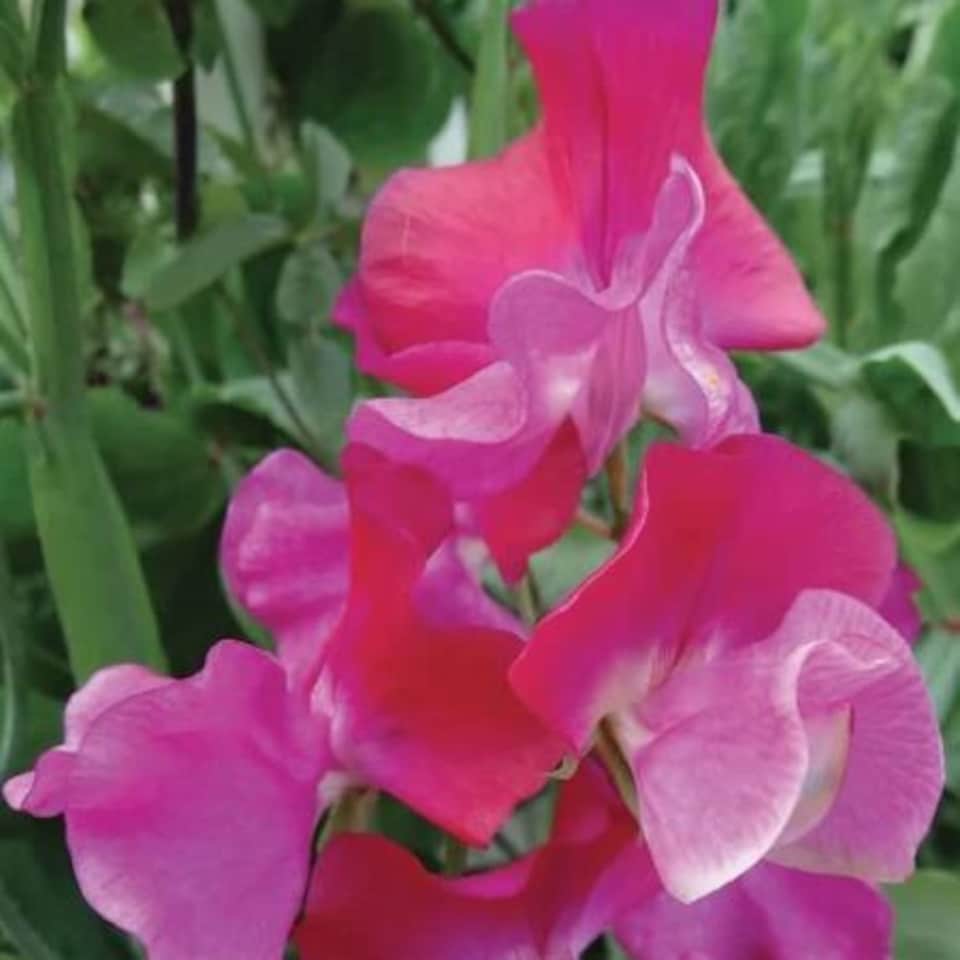 image 1 of Marshalls Garden Scent-Tastic Sweet Pea Seed Collection | Multi | Mixed | Flower Seeds