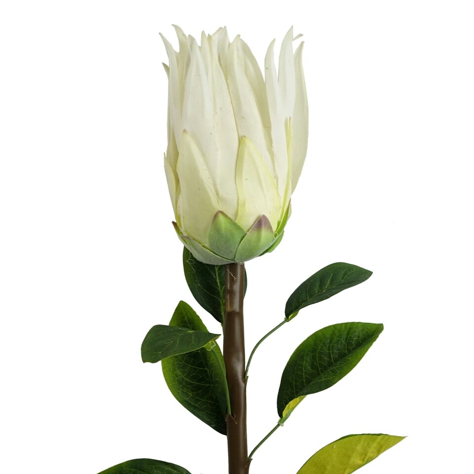 image 1 of 65cm Protea Sugarbush Flower Stem - White