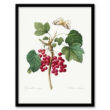 Pierre J Redoute Framed Wall Art Redcurrant Berries and Butterfly Home Décor