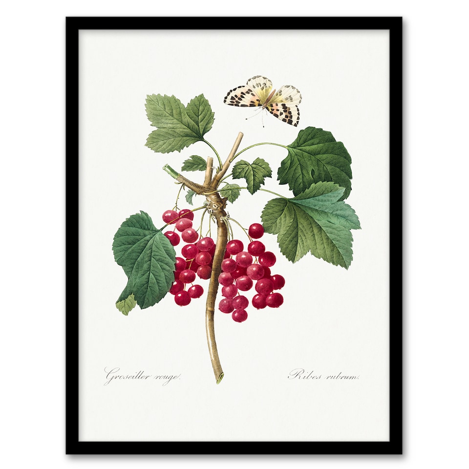 image 1 of Pierre J Redoute Framed Wall Art Redcurrant Berries and Butterfly Home Décor