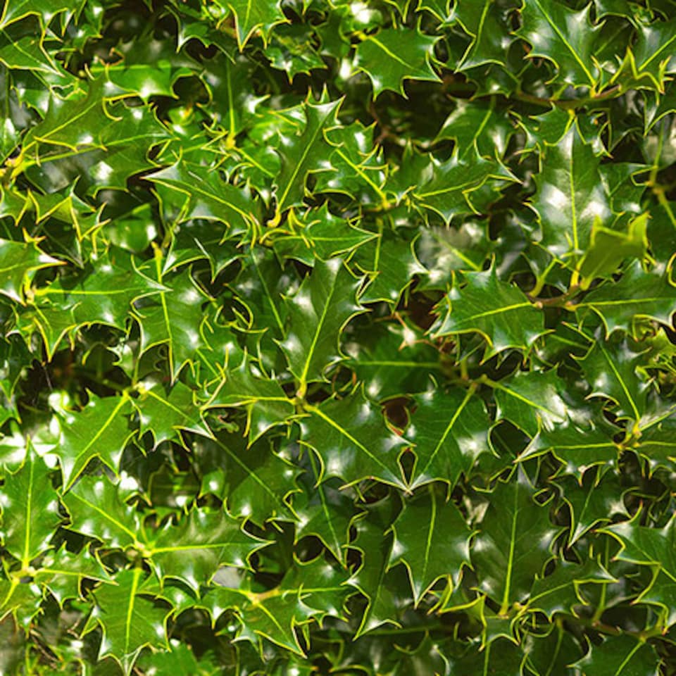 image 1 of YouGarden English Holly Hedge, Established Plant in 9cm Pot, 20-40cm Tall Tree or Hedge, Attracts Wildlife and Birds