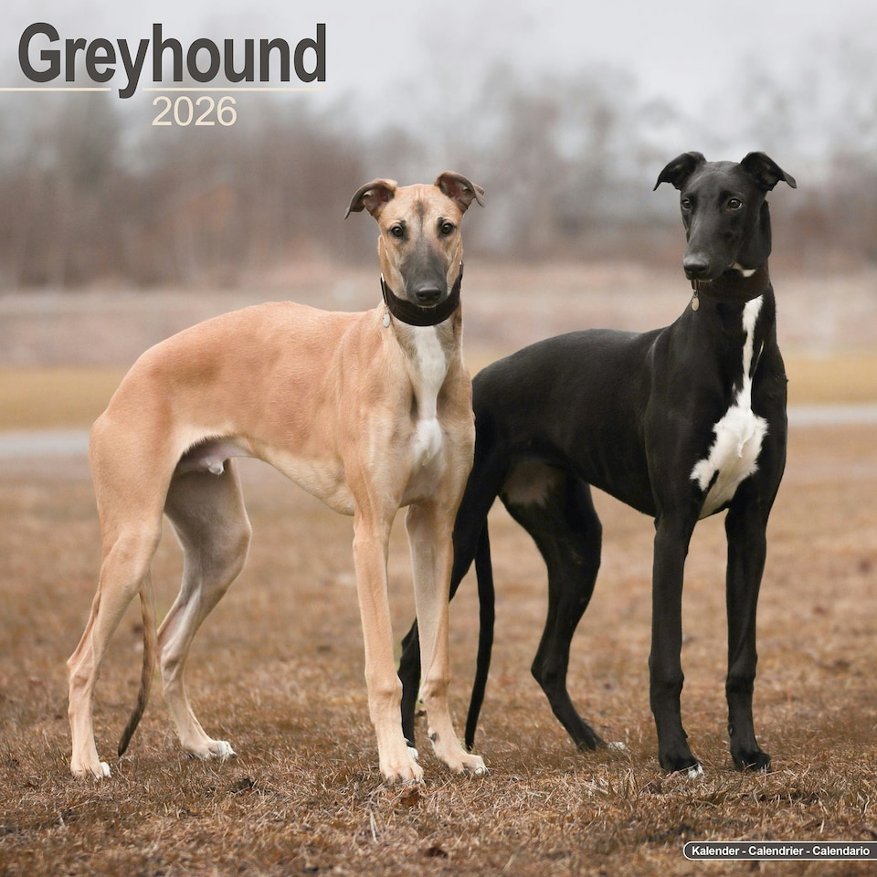 image 1 of Greyhound 2026 Calendar | Square Wall Calendar | Dog Breed Gift | Plastic Free Packaging | by Avonside Publishing