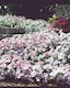 image 2 of Petunia Tidal Wave Silver Vigorous Bloom Bedding Plant for Gardens & Baskets. 1x Seed Packet.