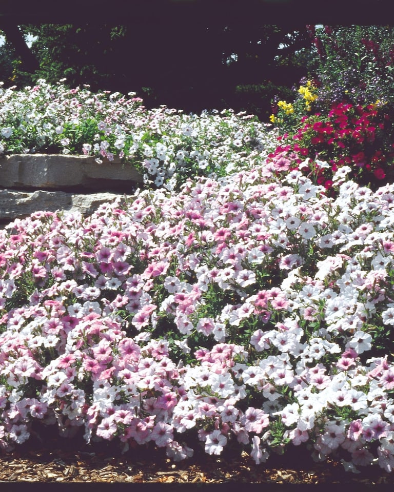 image 1 of Petunia Tidal Wave Silver Vigorous Bloom Bedding Plant for Gardens & Baskets. 1x Seed Packet.