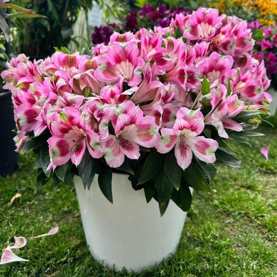 image 1 of Alstroemeria Hula - Compact Pink & White Blooms Long-Flowering Heat-Tolerant Patio Plant Jumbo Plug