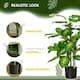 image 5 of HOMCOM 95cm Artificial Evergreen Tree Fake Plant in Pot Indoor Decor