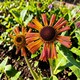 image 3 of Carbeth Plants Helenium Strawberry Sundae in 3L Pot - Hardy Perennial with Daisy Style Flowers