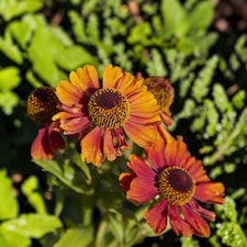 Carbeth Plants Helenium Strawberry Sundae in 3L Pot - Hardy Perennial with Daisy Style Flowers