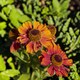 image 1 of Carbeth Plants Helenium Strawberry Sundae in 3L Pot - Hardy Perennial with Daisy Style Flowers