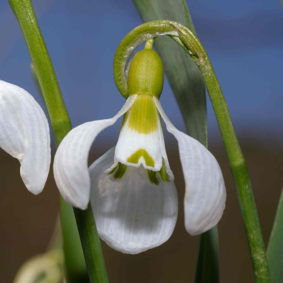 image 1 of Marshalls Garden Galanthus elwesii Snowdrop Bulbs, 10 bulbs (size 5/6)