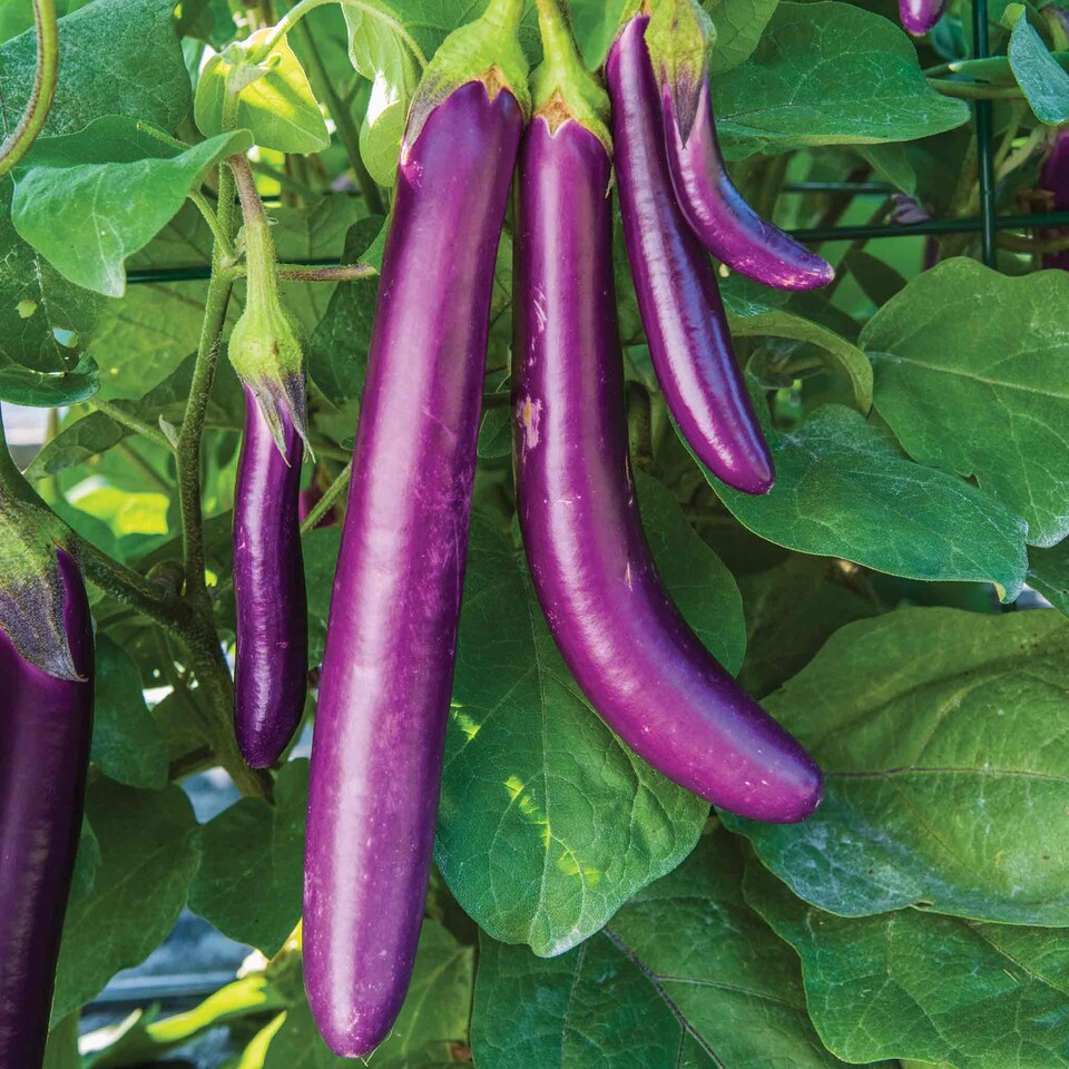 image 1 of Marshalls Garden Aubergine Seeds 'Purple Knight' Compact, Disease-Resistant Variety 10 seeds
