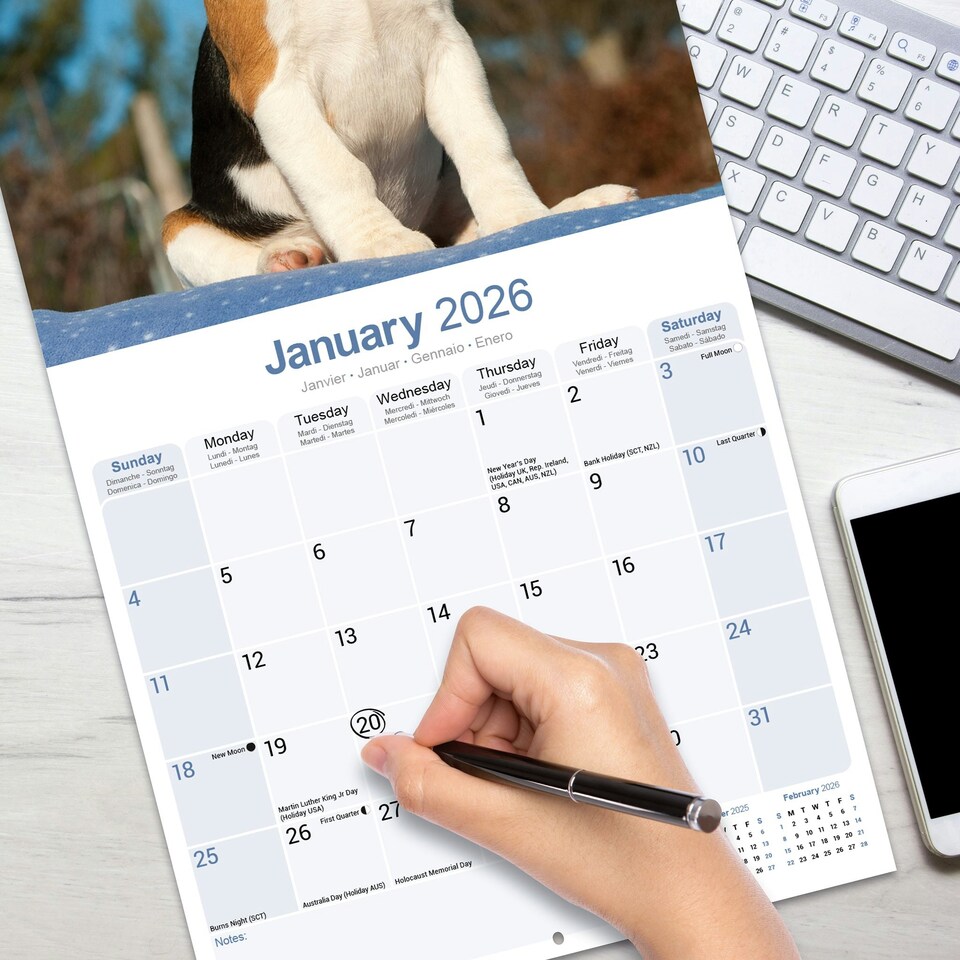 image 1 of Beagle 2026 Calendar | Square Wall Calendar | Dog Breed Gift | Plastic Free Packaging | by Avonside Publishing