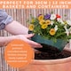 image 4 of 7 Colour Coordinated Plants  Tangerine Twist Theme Speedplanter  Garden Ready
